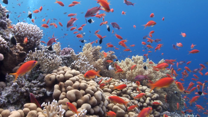 Red Anthias swimming around the coral reef