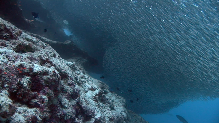 Feeding on bait ball fish