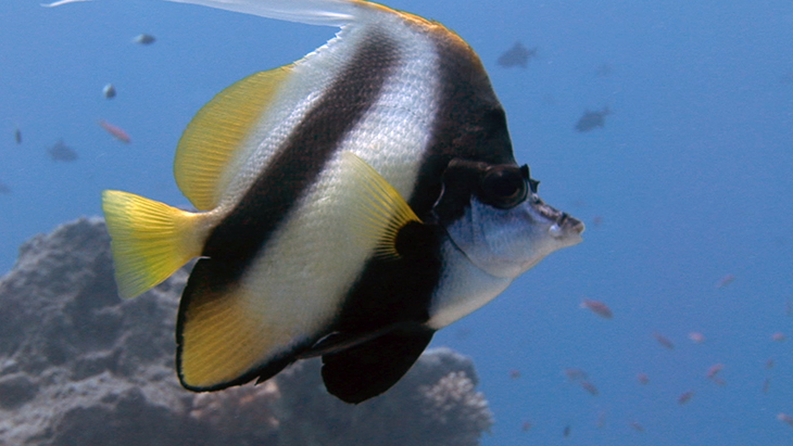 Two Red Sea Bannerfish swimming across the reef