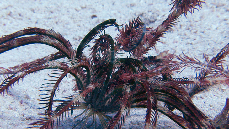Brittlestar out in the open, seems to be feeding