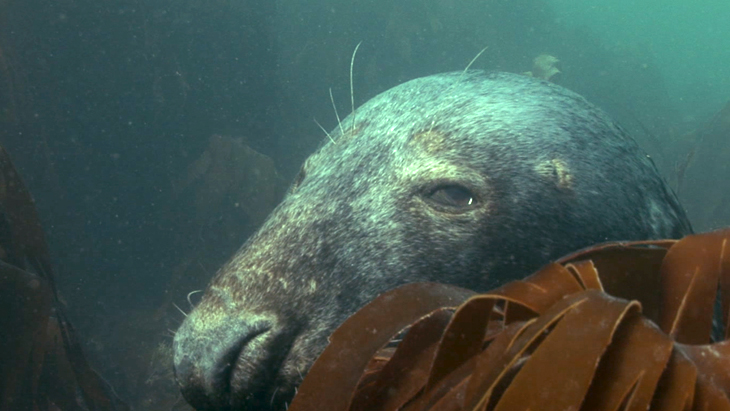 Grey Seal relaxing in the shallows