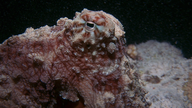 Common Octopus hunting on the coral reef during the night