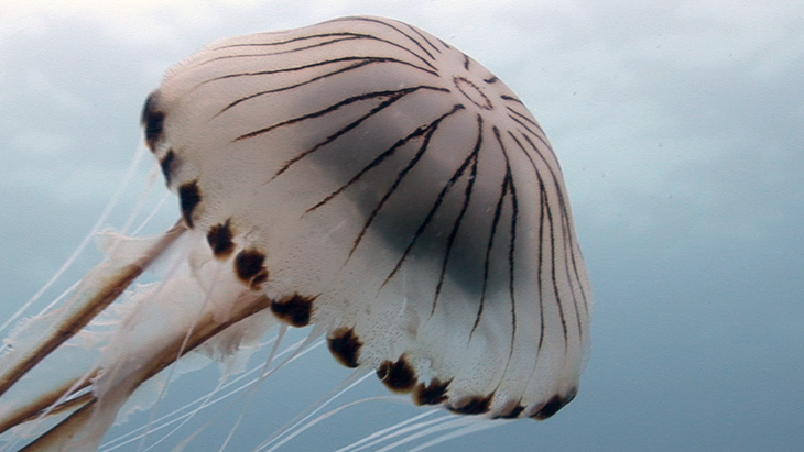 Compass Jellyfish in the blue
