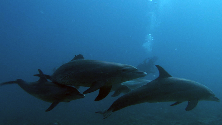 Small pod of Bottlenose Dolphins on a shallow reef