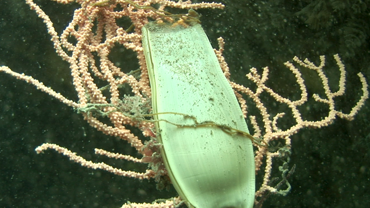 Mid and close up shots of a shark egg case