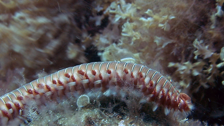 Fireworm crawling across the volcanic seabed
