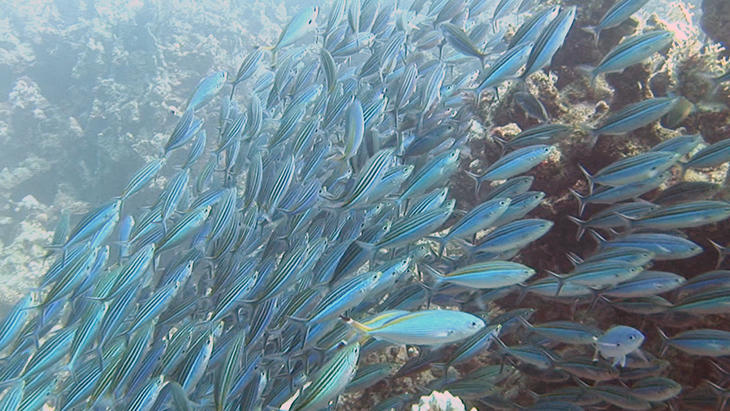 Fusaliers shoaling across the reef