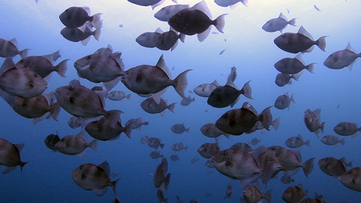 Shoal of Grey Trigger fish off the Larges coast of Pico Island