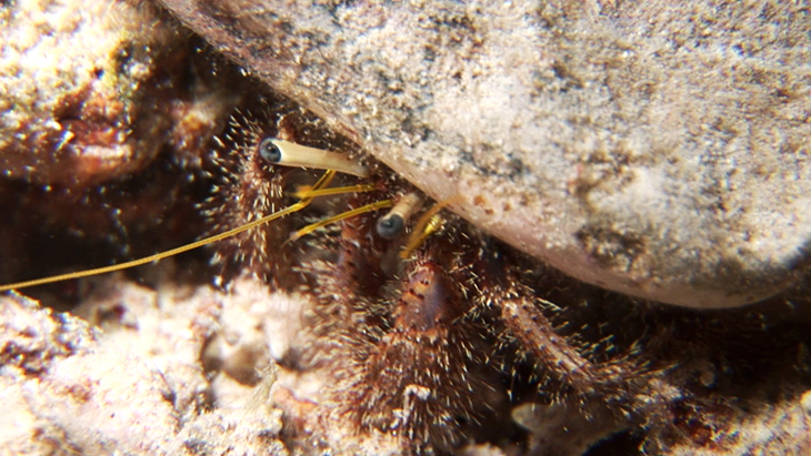Fairly large Hermit Crab feeding in the reef during the night