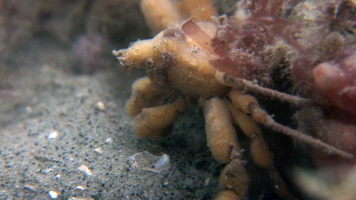 Very low light and low vis, it looks like this Leach's Spider Crab was feeding underneath the Lifeboat station