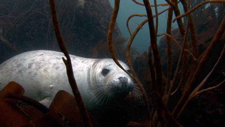 Young Grey Seal swimming down and checking out the camera lens