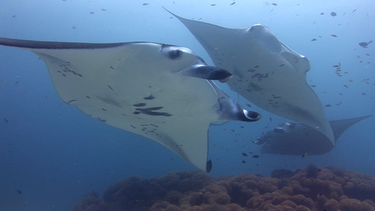 Manta Rays visit a cleaning station in Ari Atoll, Maldives