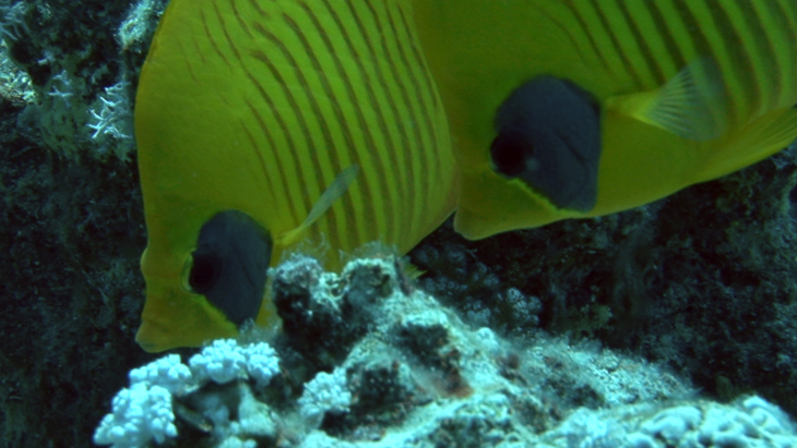 Pair of Masked Butterflyfish swimming across a reef