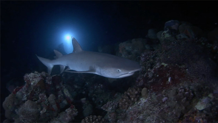 White Tip and Ray foraging in reef