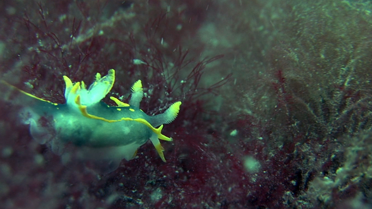 This Nudibranch was on this plant growing on the wreck of the 'Robert', east of Lundy Island 