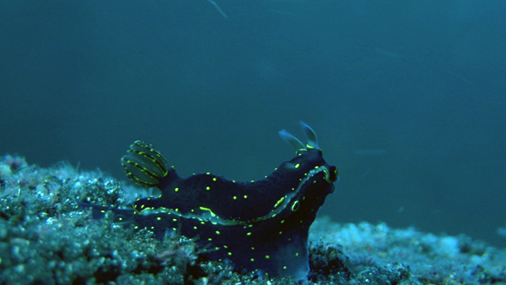 Nudibranch in a current in a small cave