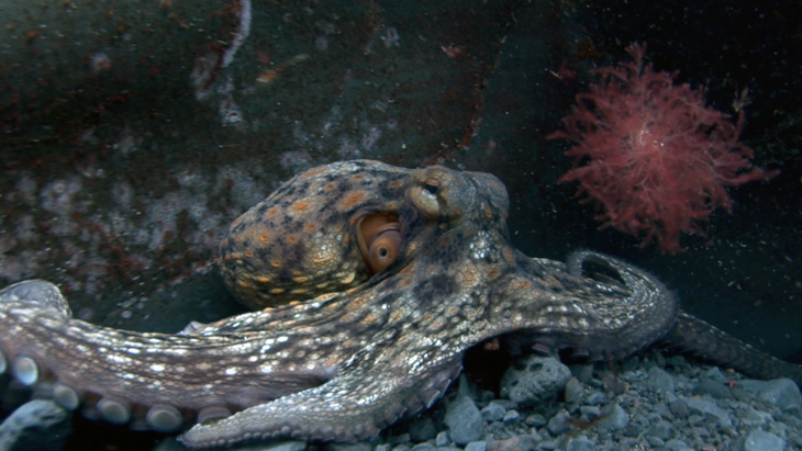 Octopus is attacked by a Moray Eel in a small gully