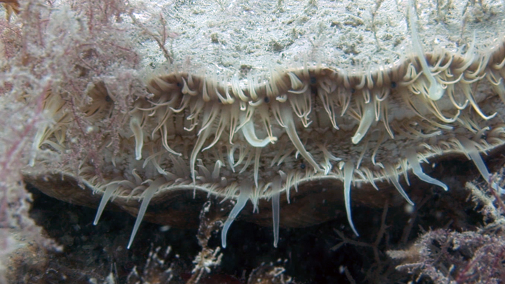 Short edited clips of a Queen Scallop that seems to be feeding