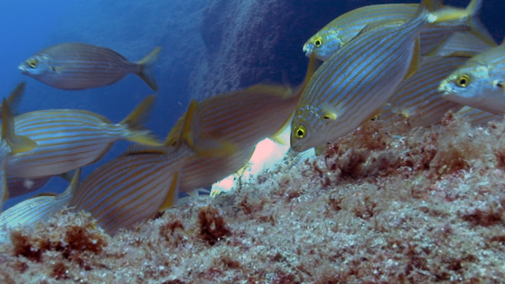 Short sequence of Salemas shoaling and feeding on the algea growing on the rocks
