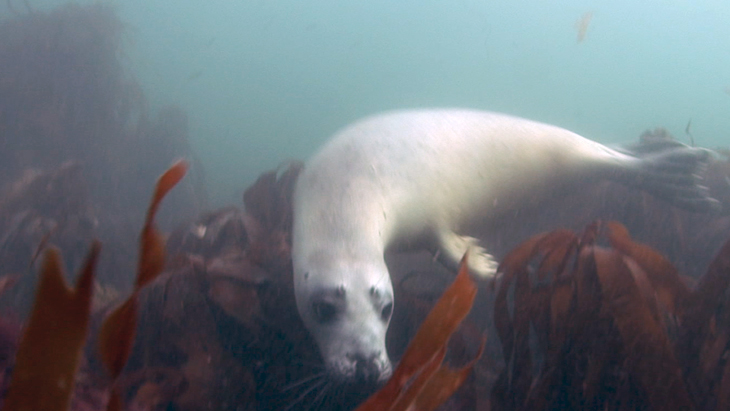 Short shot of a Grey Seal looking around in amoungst the kelp