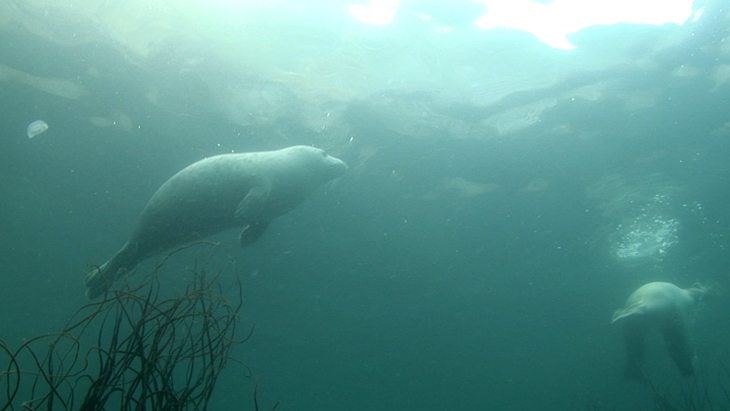 Young Grey Seals swimming in amongst the kelp and rocks