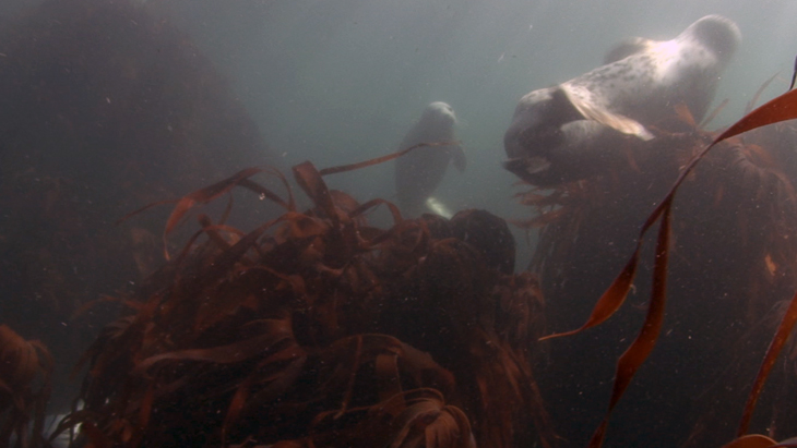 Group of Grey Seals swimming in the shallow kelp with sunrays
