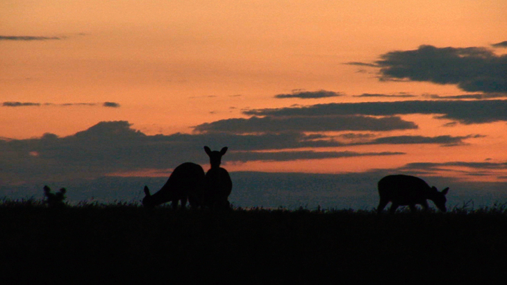 Seeka Deer silhouette in a morning sunrise on Lundy Island