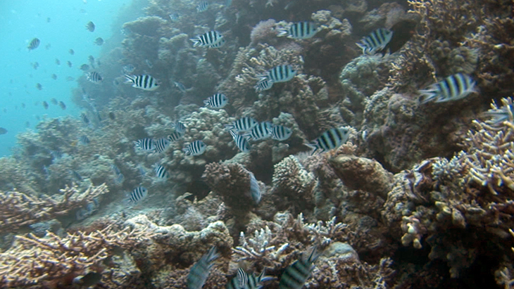 Shoaling across a small reef in the Red Sea