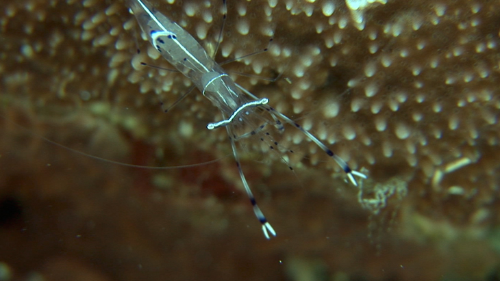 Small group of shrimp swimming around an Anemone
