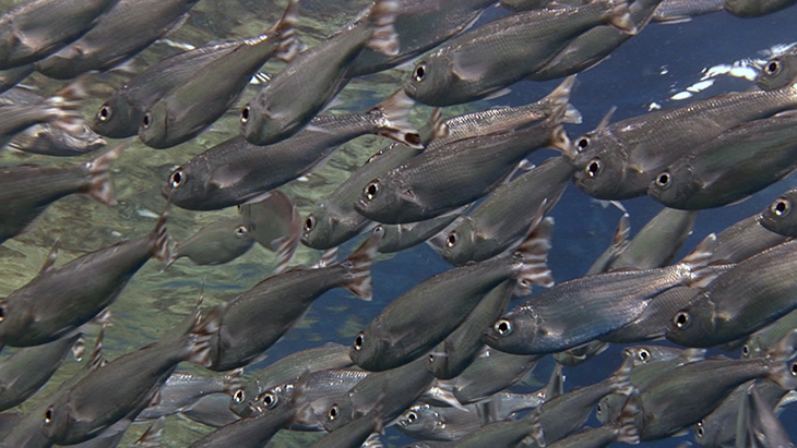 Small shoal of Silver Bellies close to the surface broken by a Parrotfish