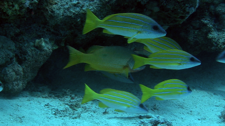 Small group of Snapper feeding