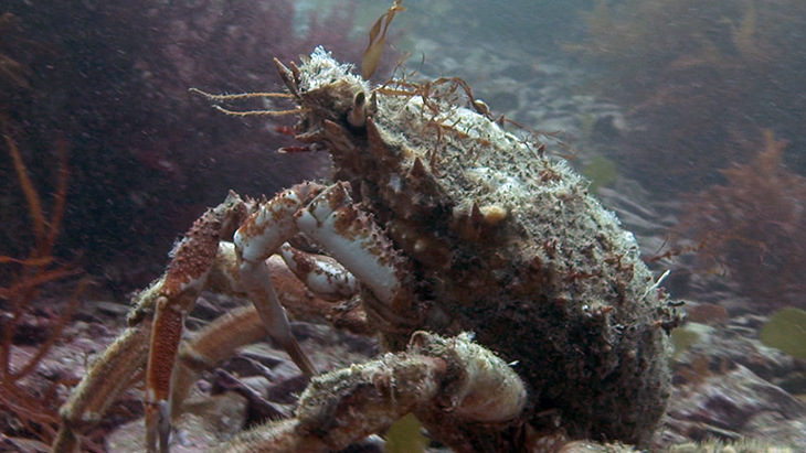 Sequence of Spider Crabs in great numbers in the kelp, could be getting ready to breed.