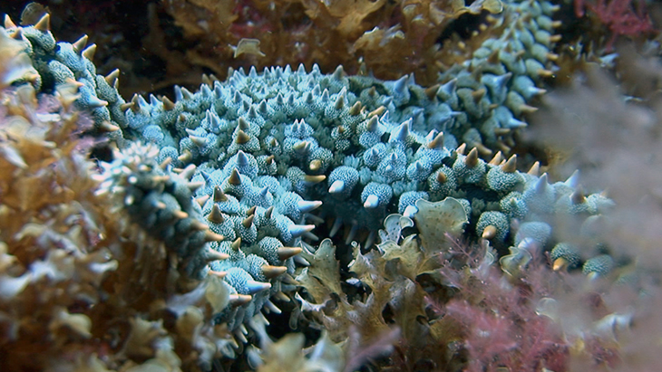 Spiny Starfish off Pico Island