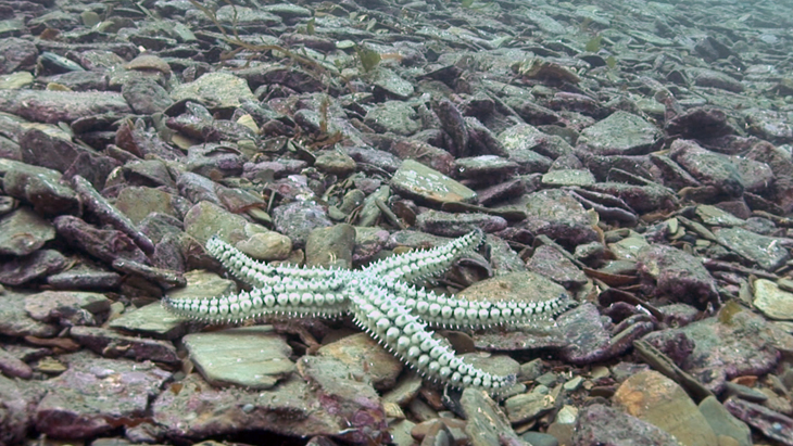 Spiny Starfish crawling across the flat seabed just outside the jetty off Lundy Island