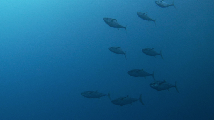 Small group of Tuna swimming in the blue