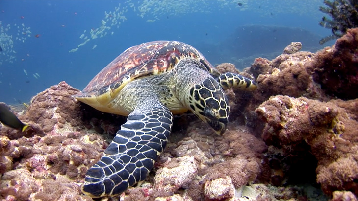 Turtle feeding on hard and soft coral