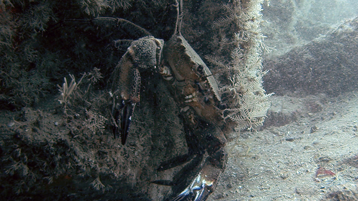 Short clip of a Velvet Crab hanging on the edge of an overhang