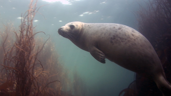 Young Grey Seal swimming in amoungst the kelp